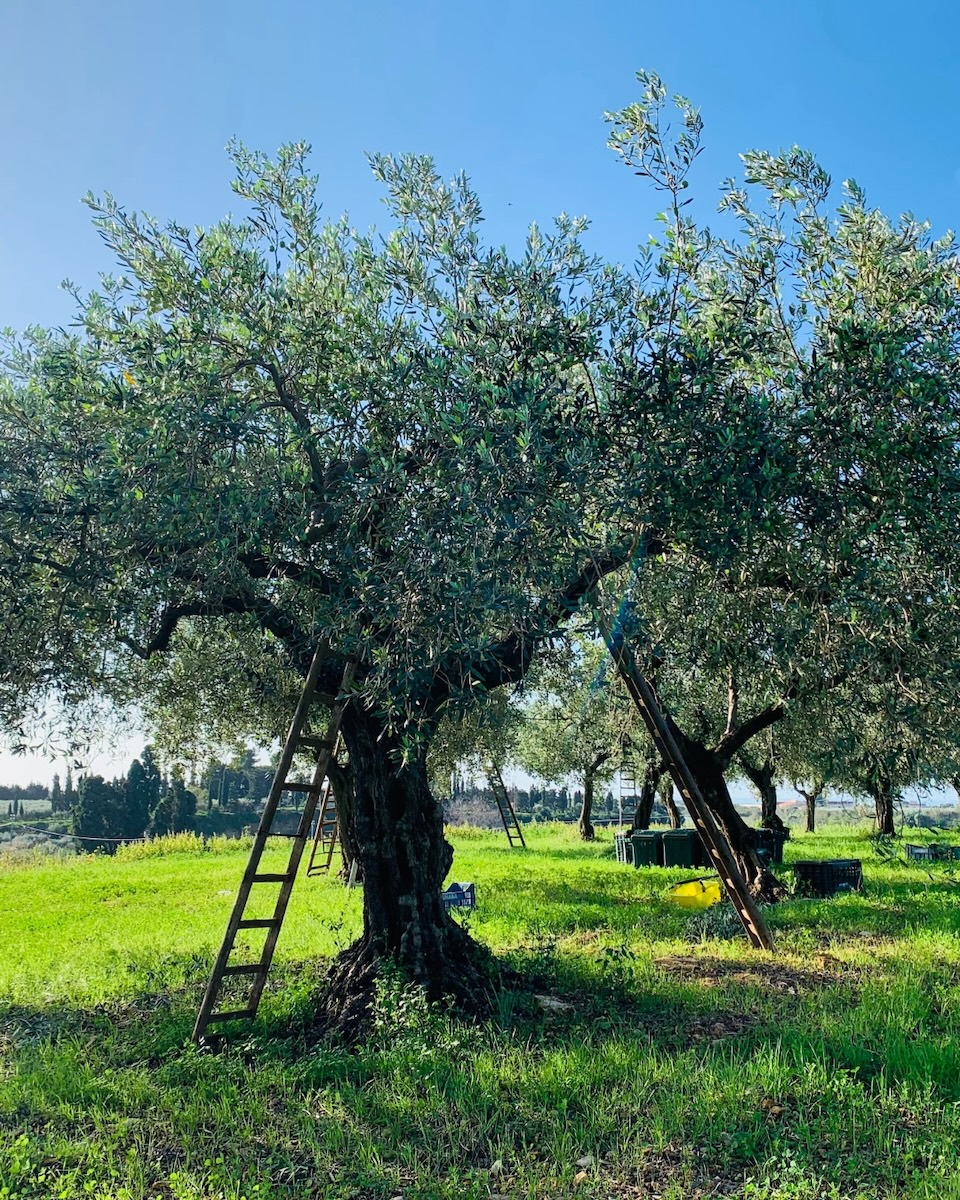 azienda agricola ulivo