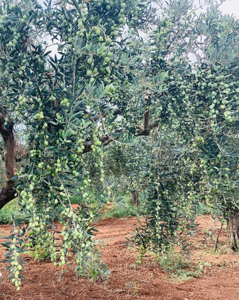 olive azienda agricola