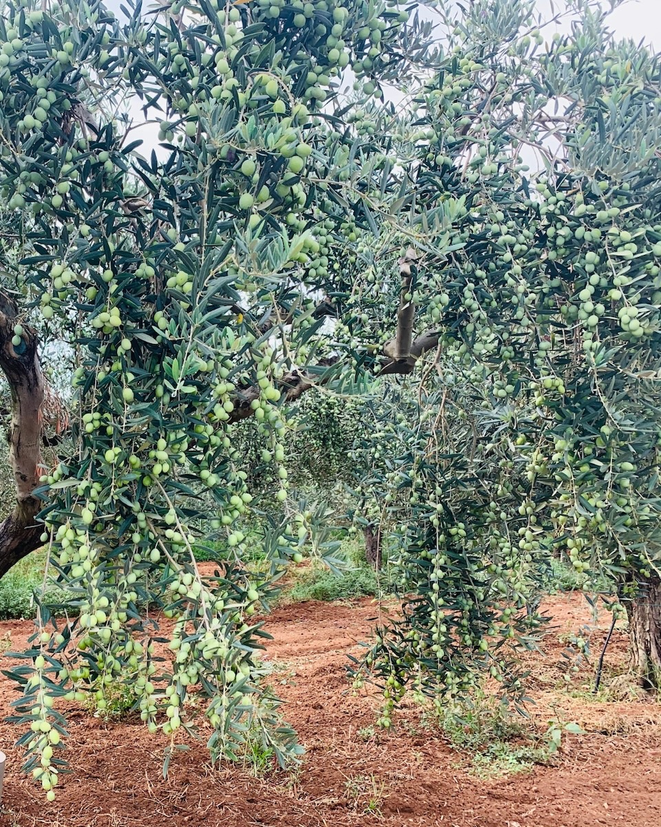 olive azienda agricola